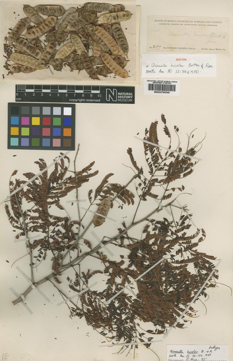 Acaciella bicolor photo 3