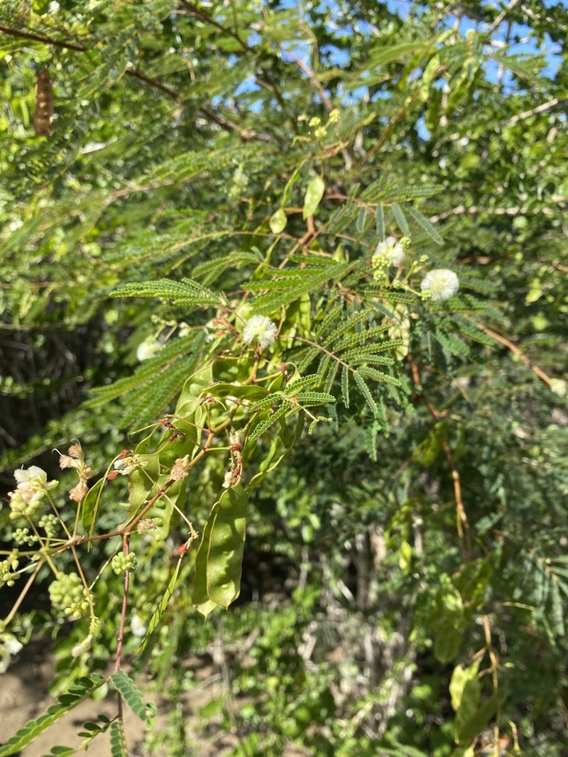 Acacia