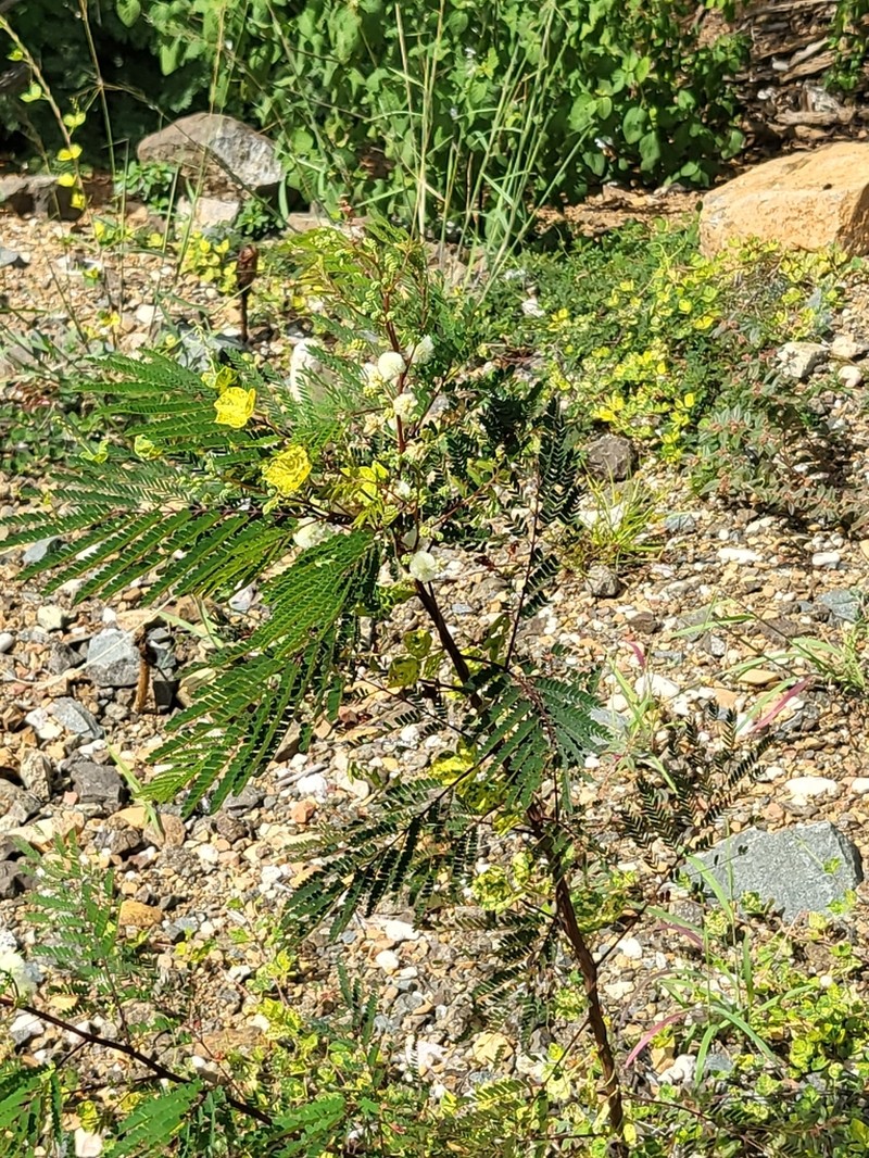 Acacia photo 2