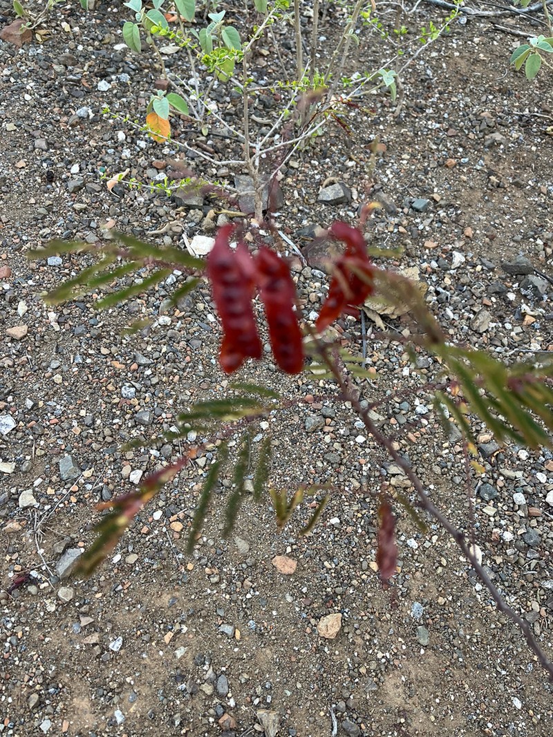 Acacia photo 3