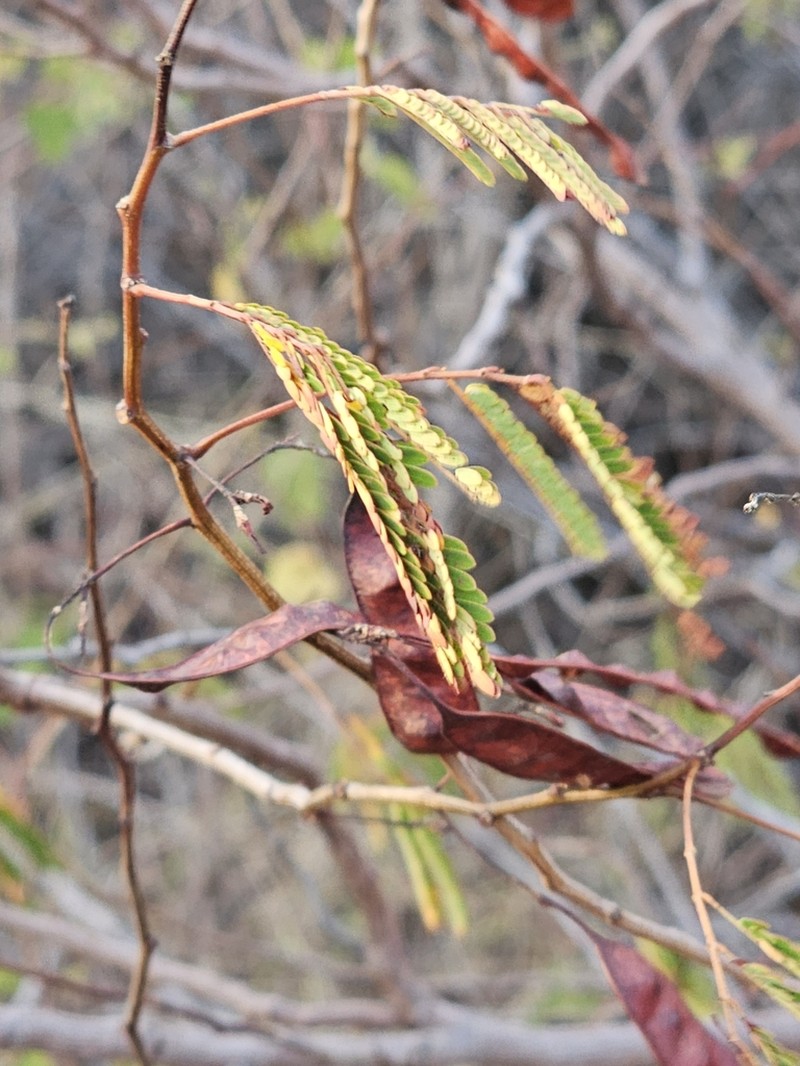 Acacia photo 4