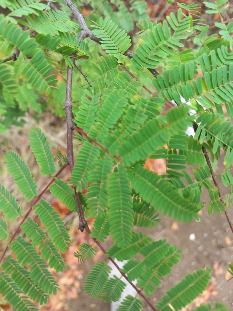 Acacia photo 5