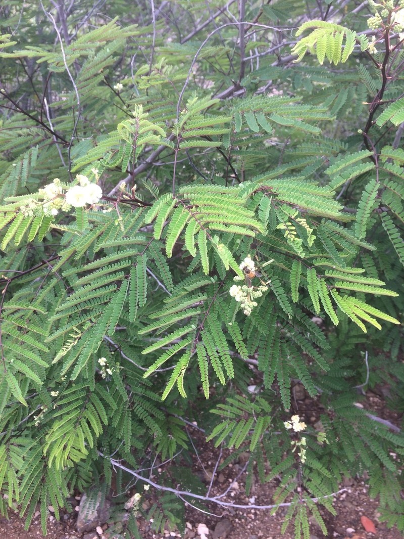 Acacia photo 6