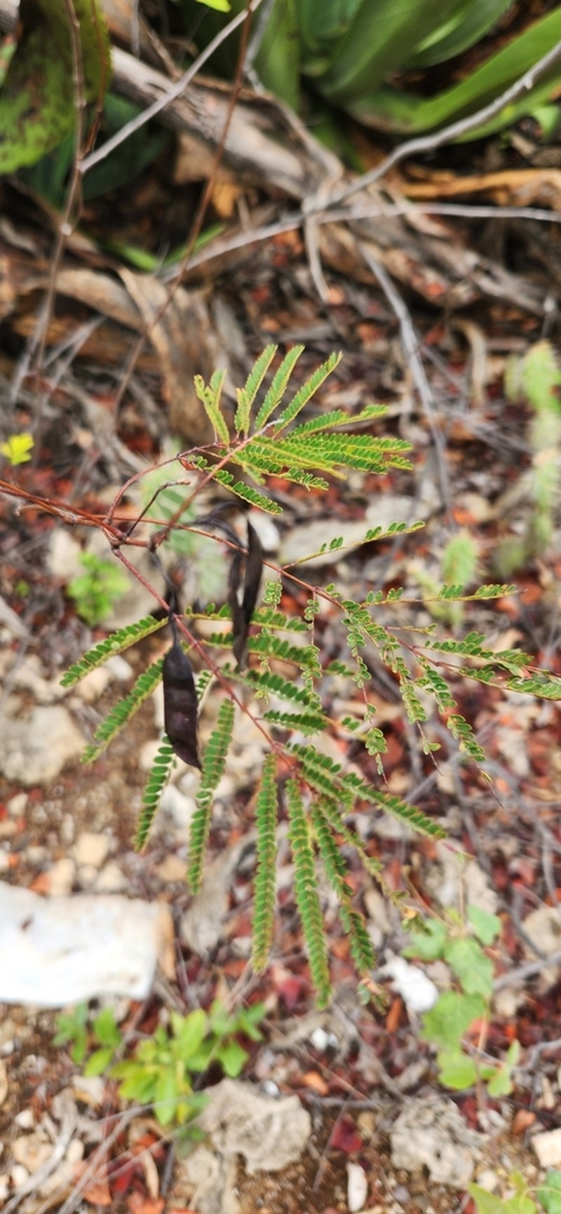 Acacia photo 7