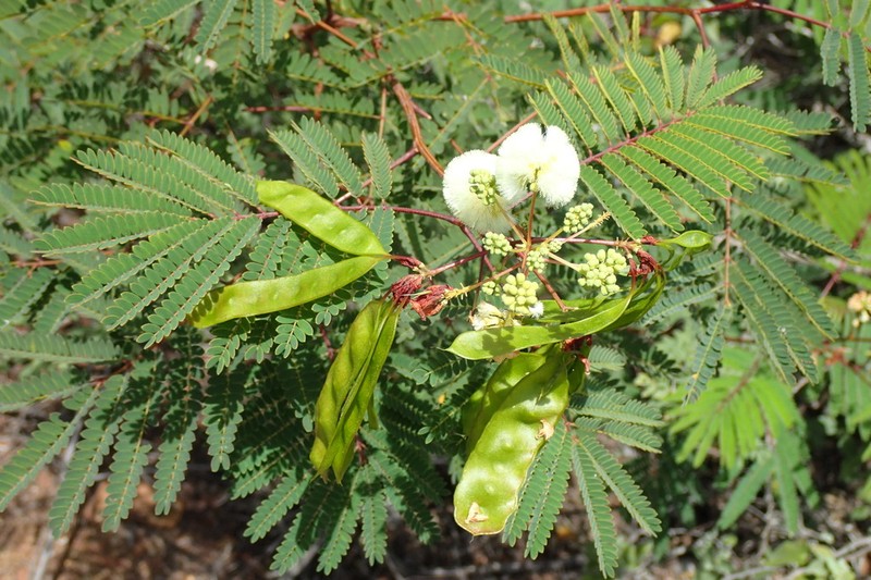 Acacia photo 8