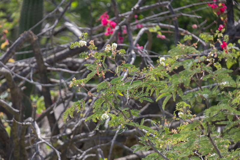 Acaciella goldmanii