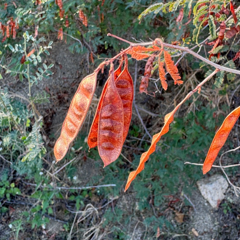 Acaciella goldmanii photo 2