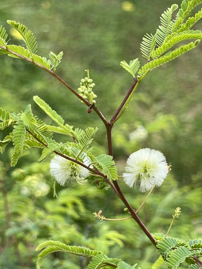 Acaciella goldmanii photo 3