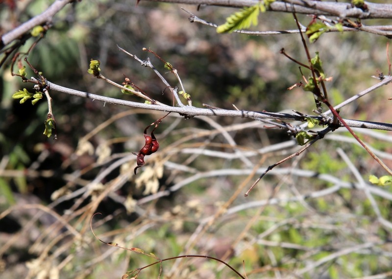 Acaciella goldmanii photo 4