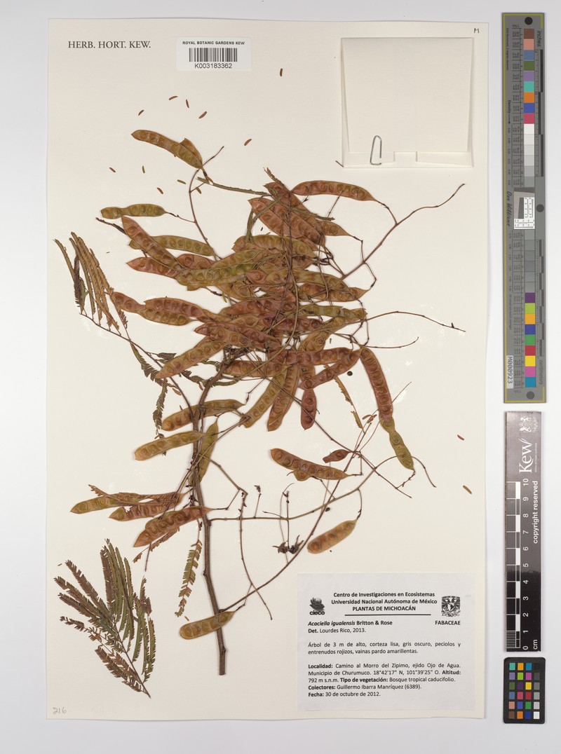 Acaciella igualensis