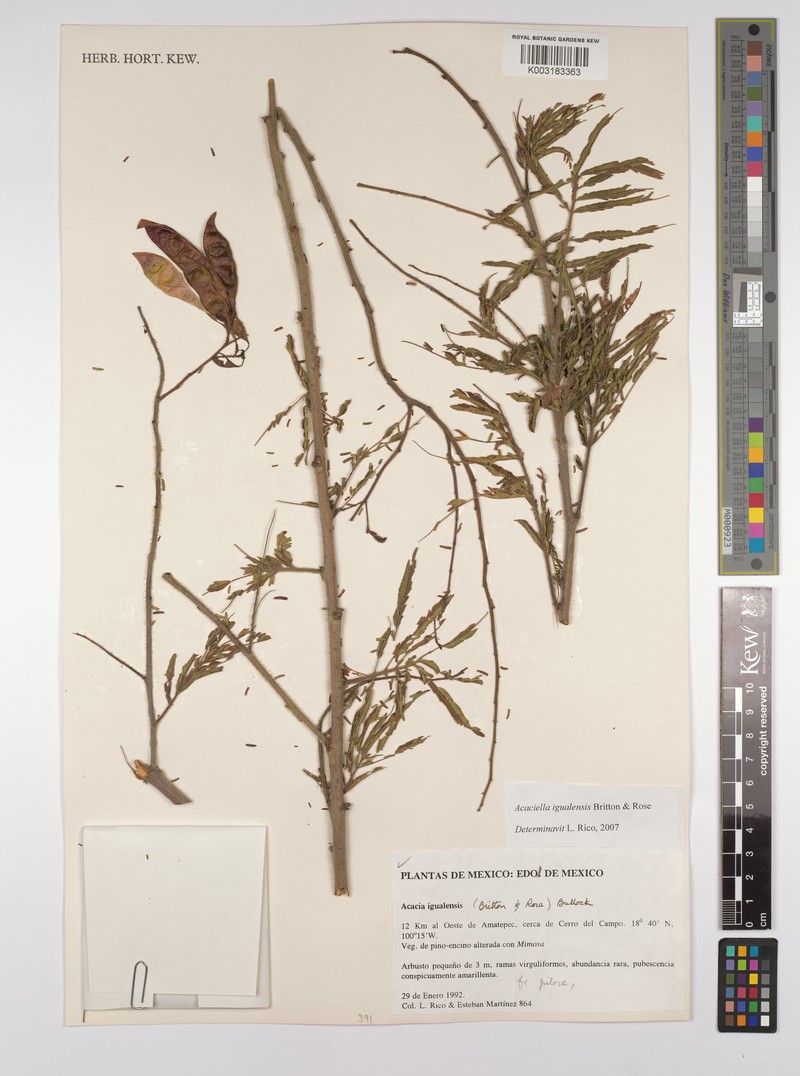 Acaciella igualensis photo 2