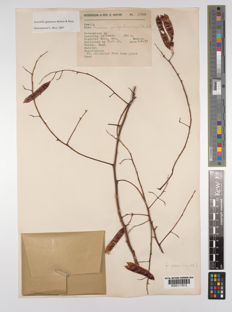 Acaciella igualensis photo 3