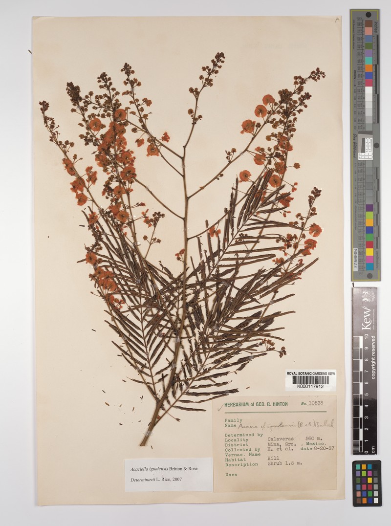 Acaciella igualensis photo 4