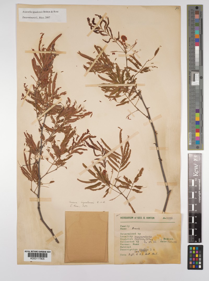 Acaciella igualensis photo 6