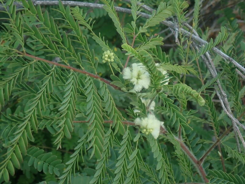 Shreve's Prairie Acacia