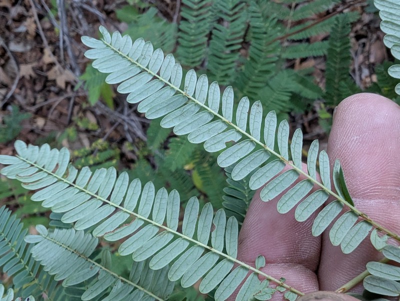 Shreve's Prairie Acacia photo 3