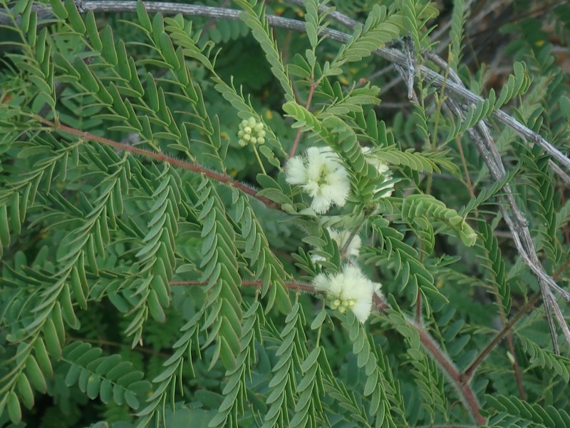 Shreve's Prairie Acacia photo 4