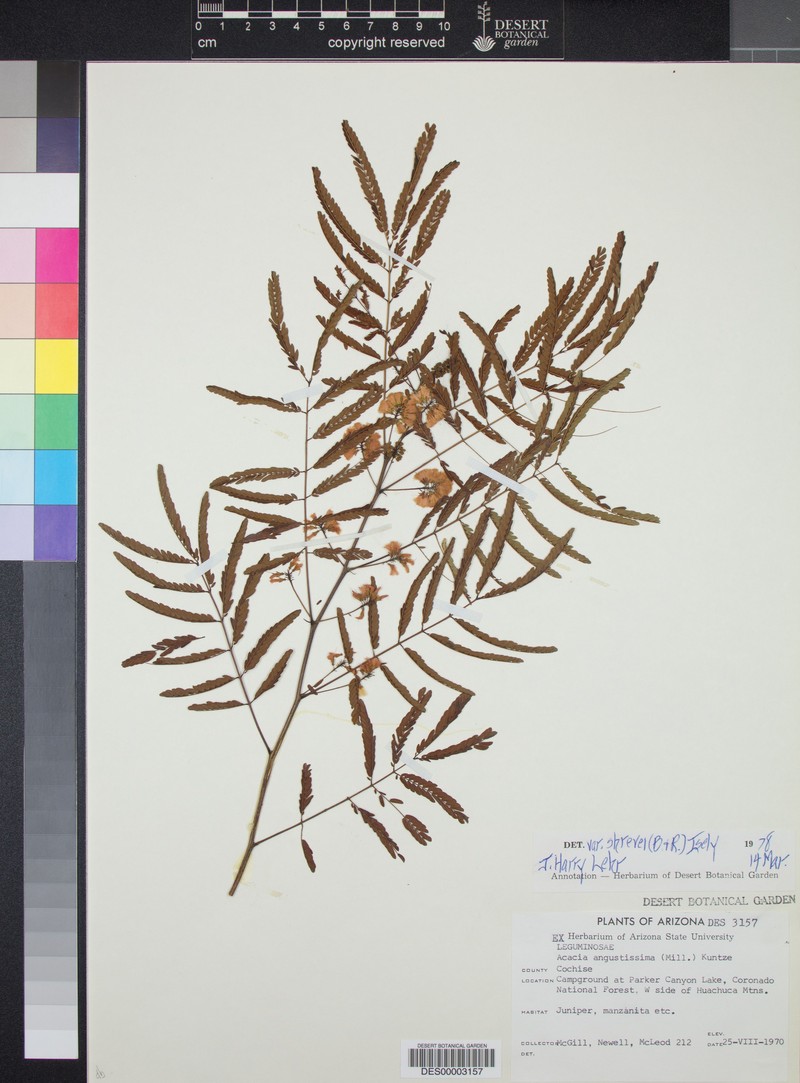 Shreve's Prairie Acacia photo 5
