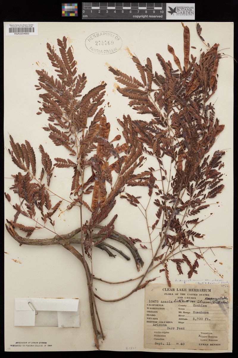 Shreve's Prairie Acacia photo 6