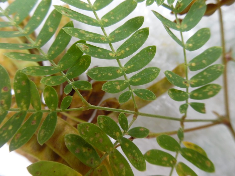 Acaciella painteri photo 2