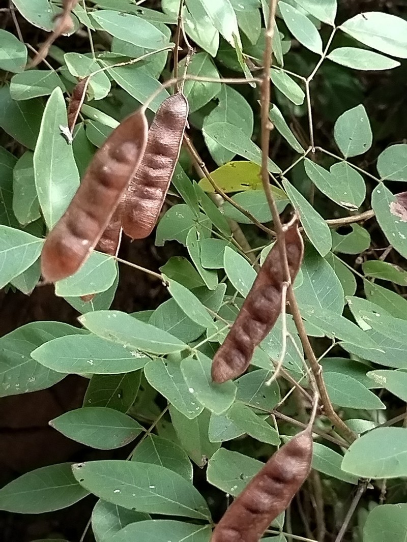 Acaciella rosei photo 2