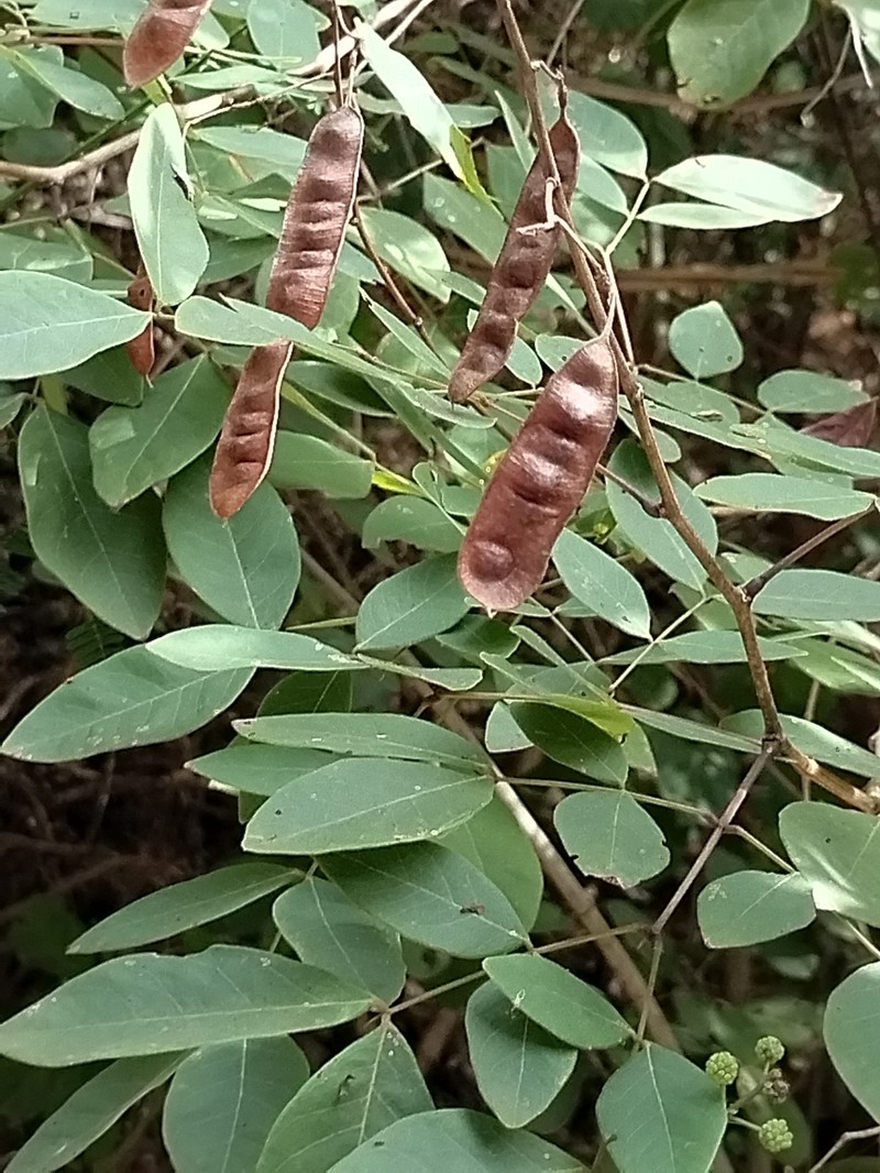 Acaciella rosei photo 3