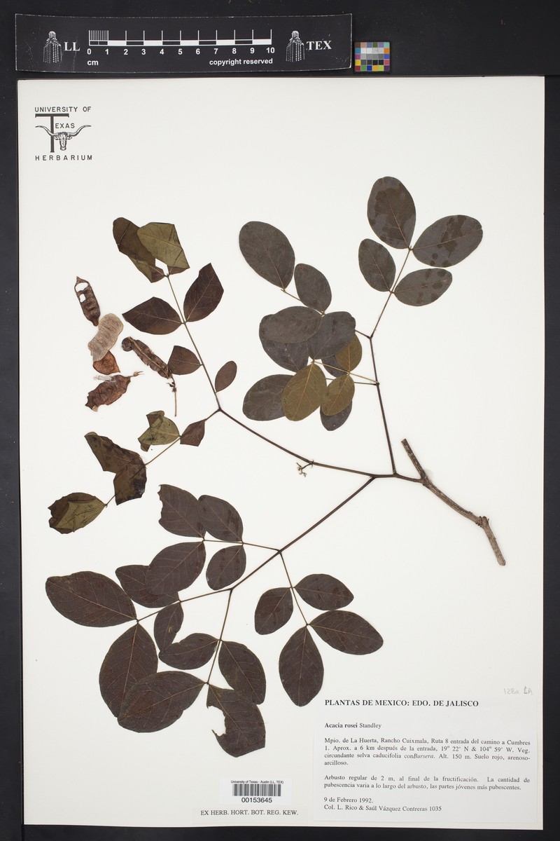 Acaciella rosei photo 5