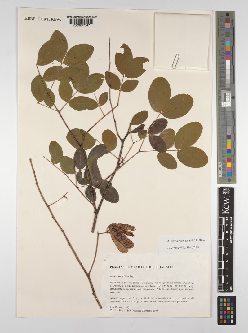 Acaciella rosei photo 6