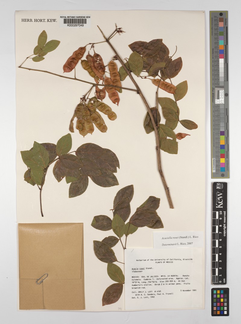 Acaciella rosei photo 8