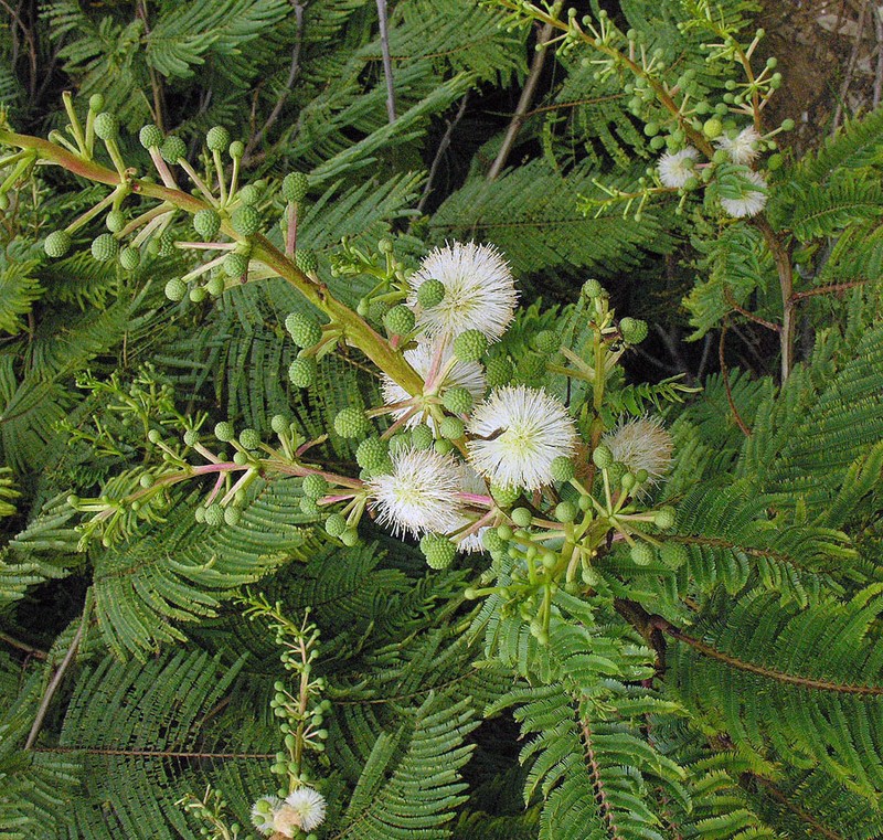Shreve's Prairie Acacia