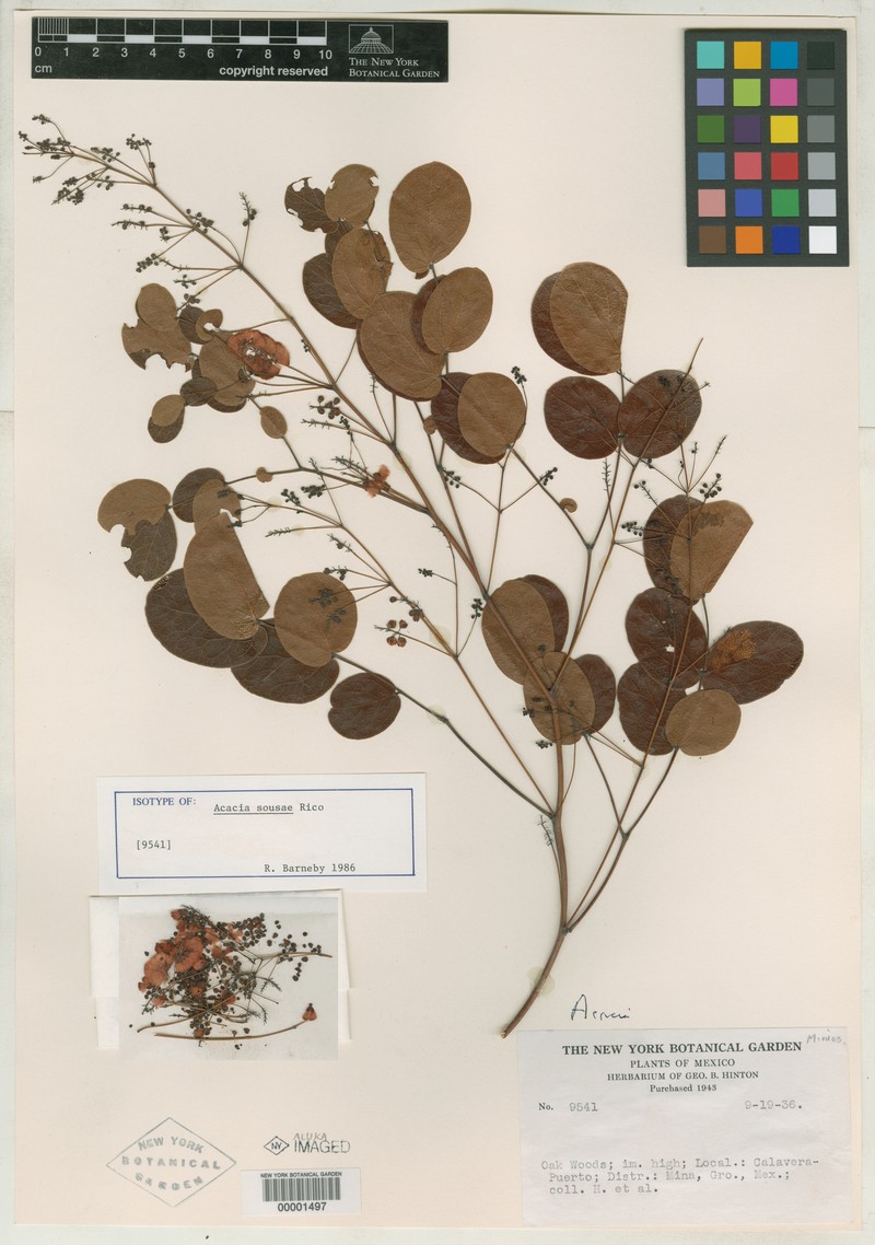 Acaciella sousae