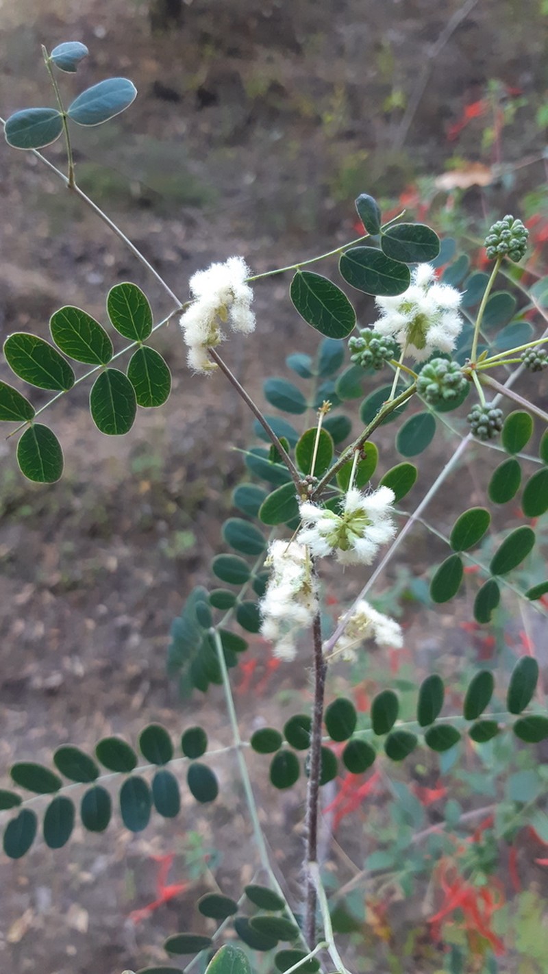 Acaciella tequilana