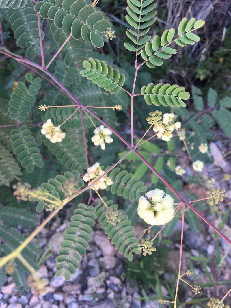 Acaciella tequilana photo 2