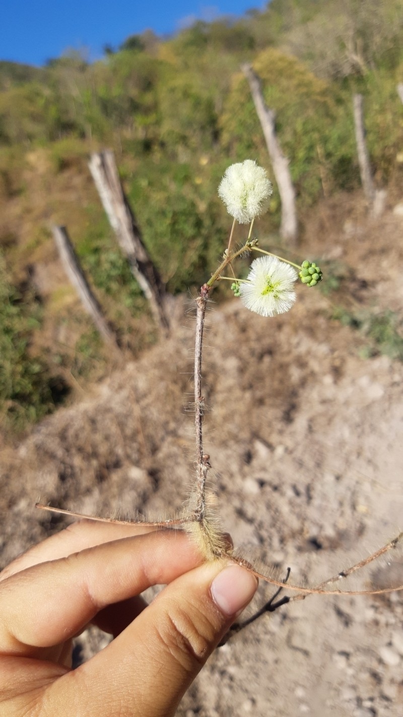 Acaciella tequilana photo 3