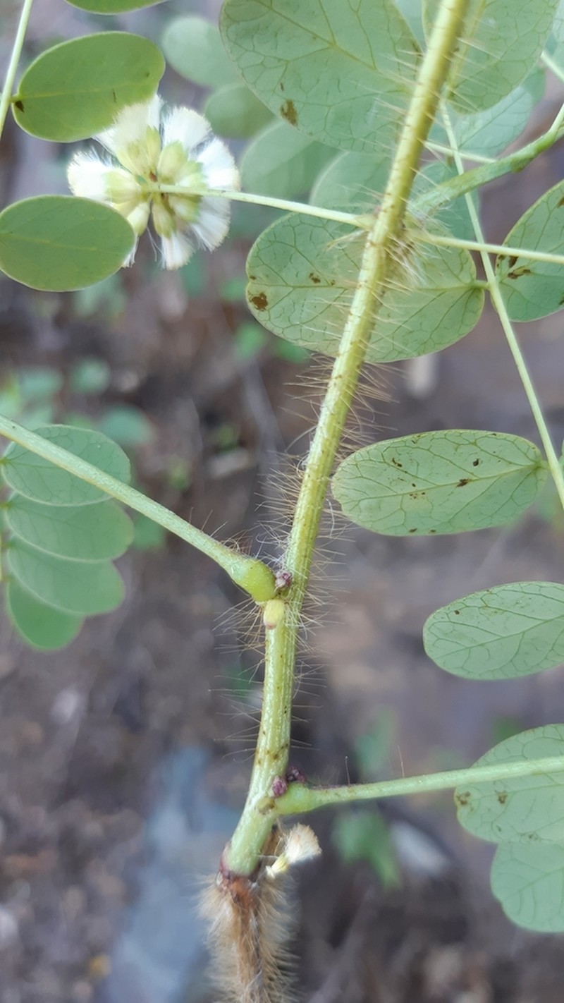 Acaciella tequilana photo 4