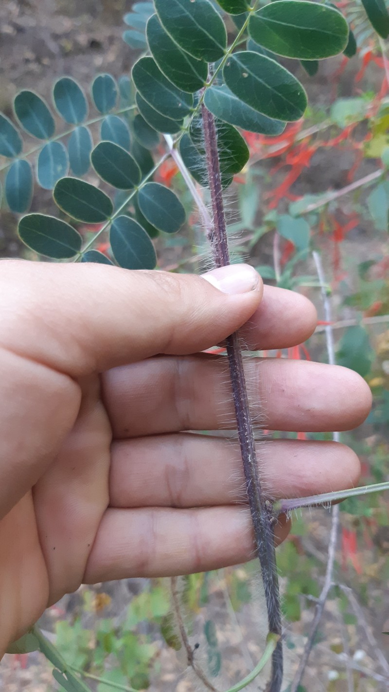 Acaciella tequilana photo 5