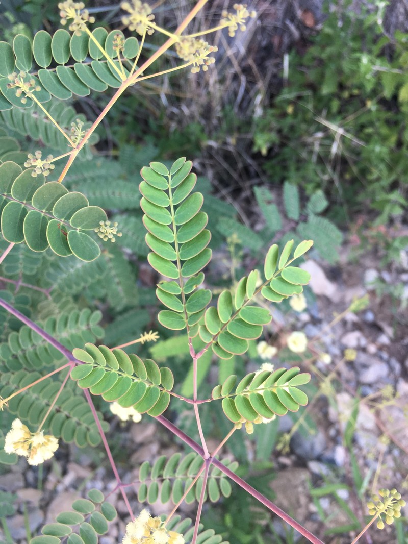 Acaciella tequilana photo 7