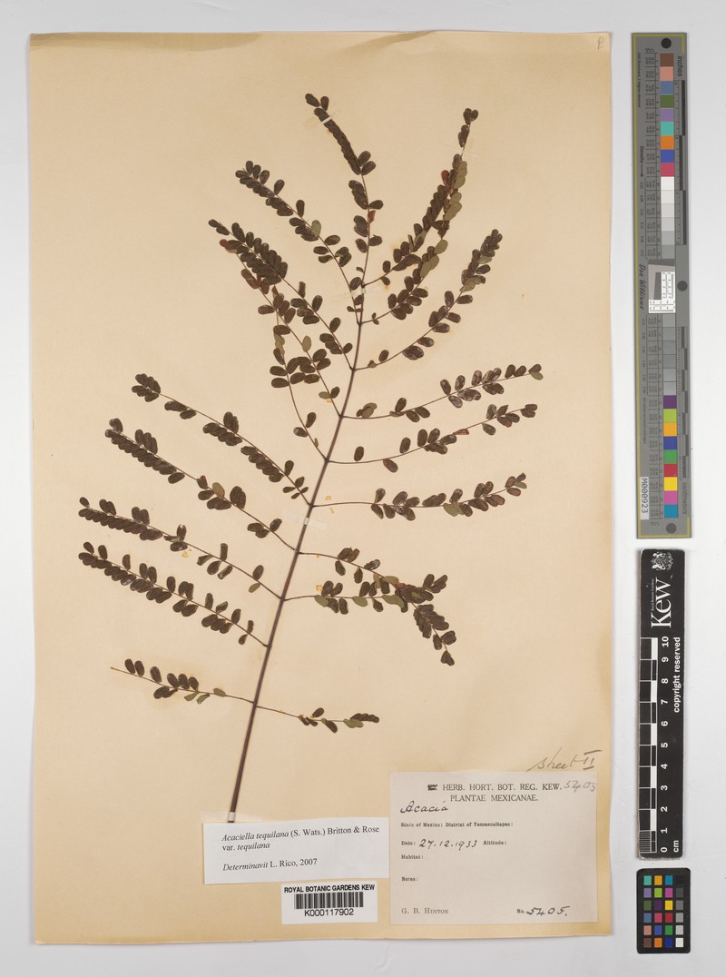 Acaciella tequilana var. tequilana photo 3