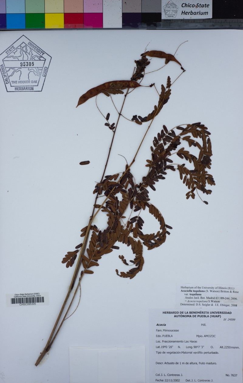 Acaciella tequilana var. tequilana