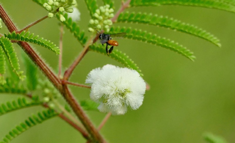 Acaciella villosa