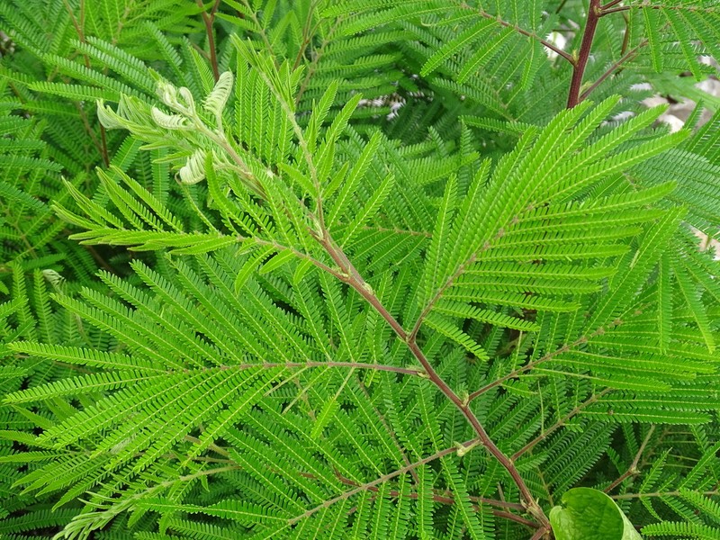 Acaciella villosa photo 2