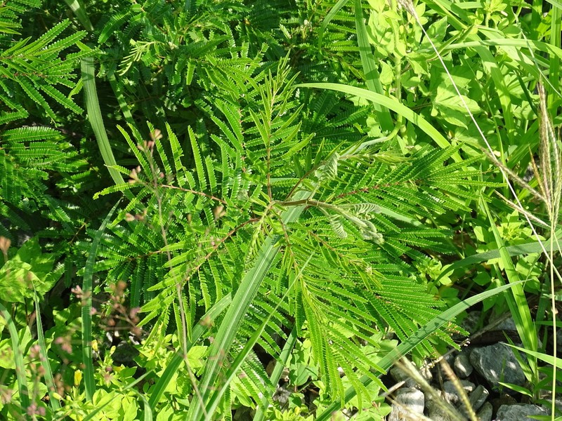 Acaciella villosa photo 3