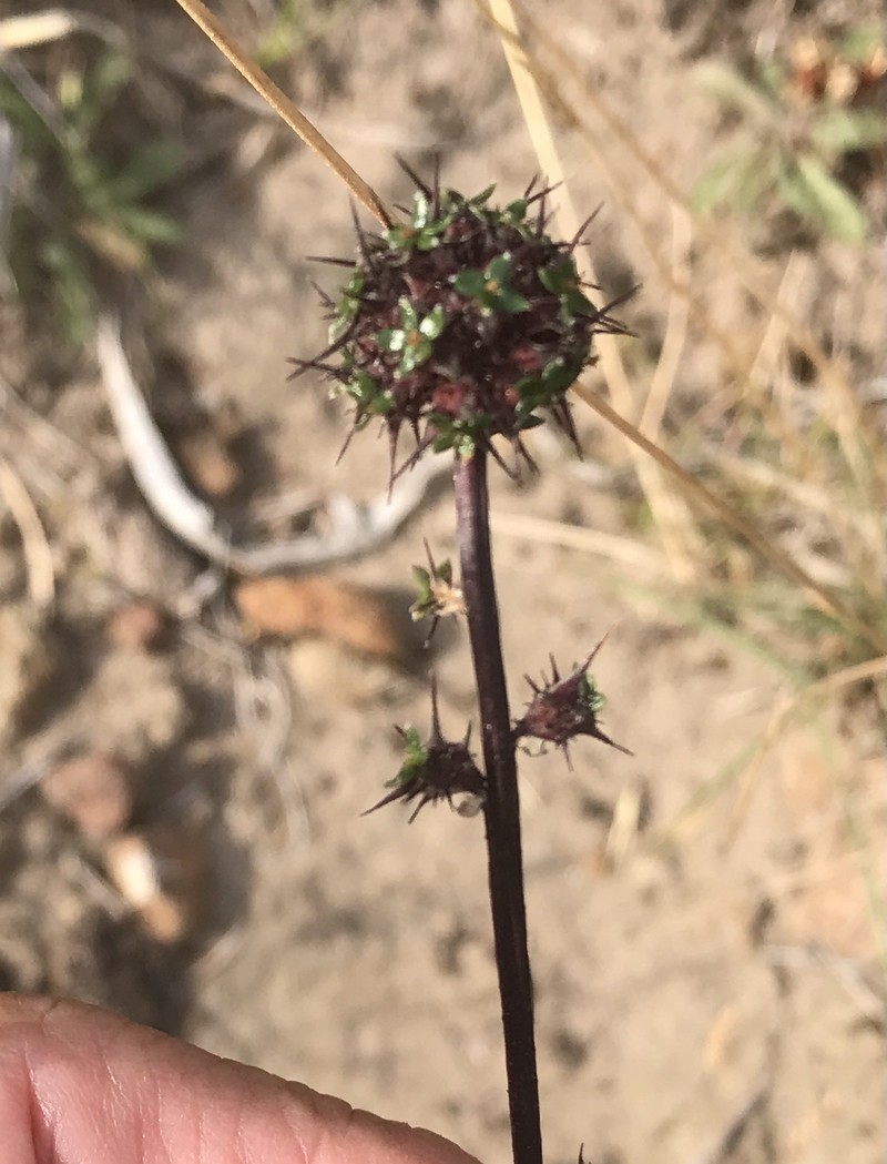 Acaena × anserovina