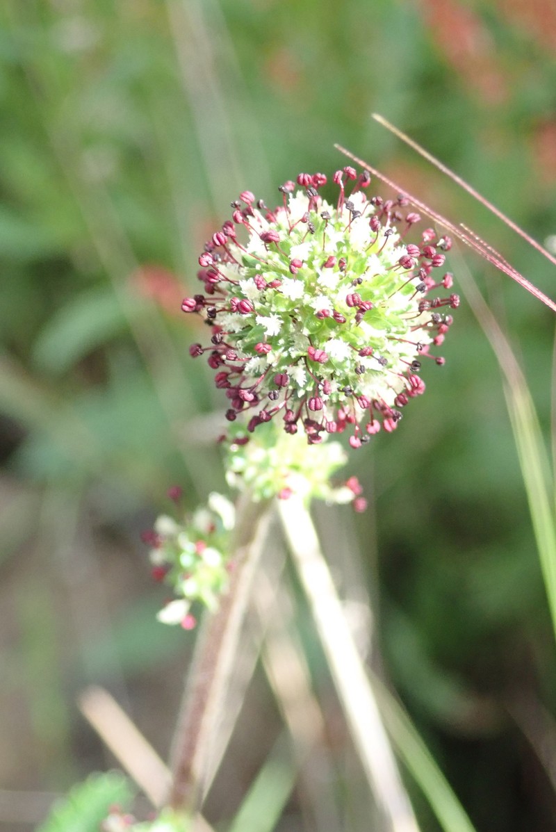 Acaena × anserovina photo 5