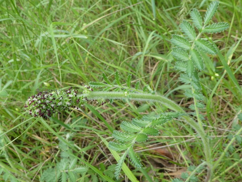Acaena agnipila