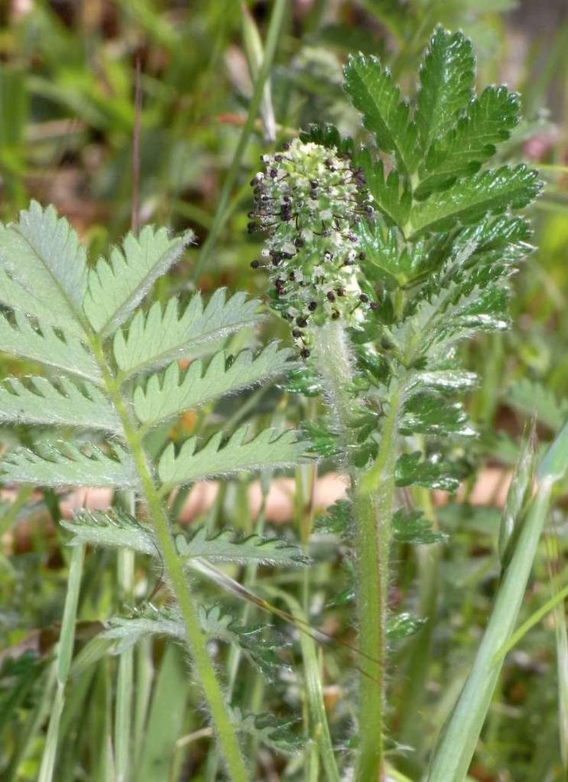 Acaena agnipila photo 2