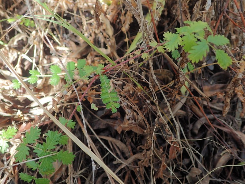 Acaena agnipila photo 3