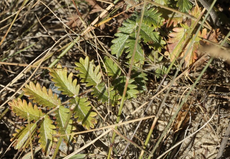Acaena agnipila photo 4