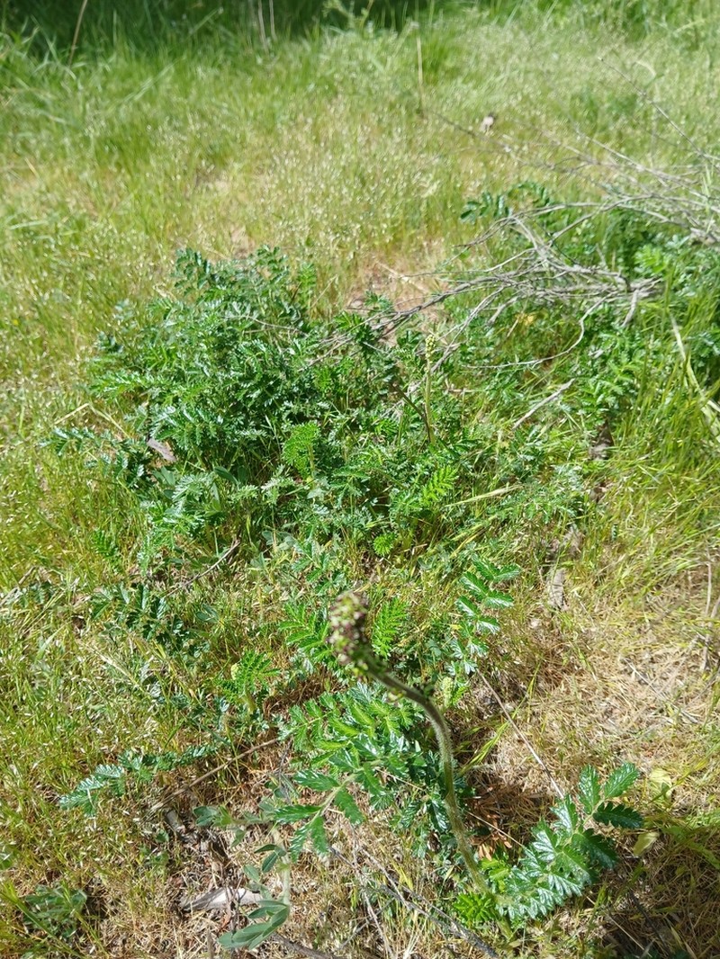 Acaena agnipila photo 5