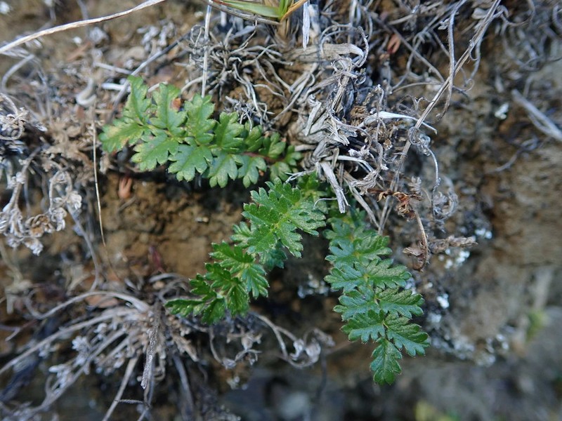 Acaena agnipila photo 6